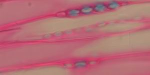 Kiefernholz gef�rbt