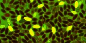 Vitalit�tspr�fung: Sporen des Hausschwmmes