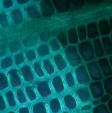 Moderfule im mikroskopischen Bild - 500fache Vergrerung